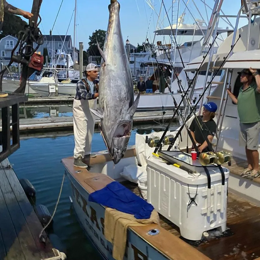 Fresh tuna catch